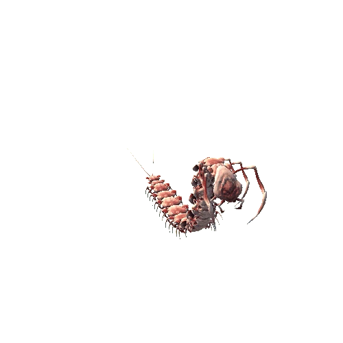 Base_mesh Centipede_Skin2